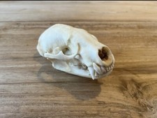 Replica American Badger Skull 