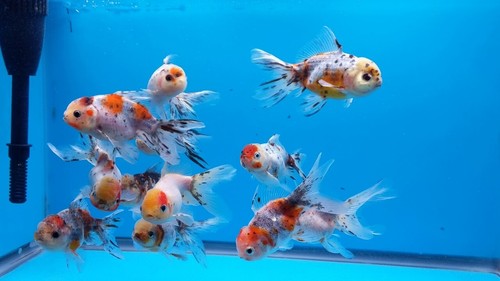 Pack calico oranda goldfish - calico,