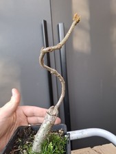 Oak bonsai tree part - ,