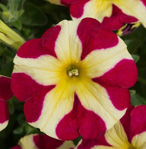 Petunia trailing hanging - petunia,