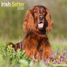 Irish Setter 2026 Calendar  Square Wall Calendar  Dog Breed Gift  Plastic Free P