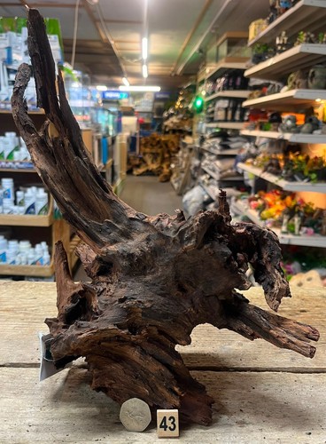 Med large ancient root wood - root,