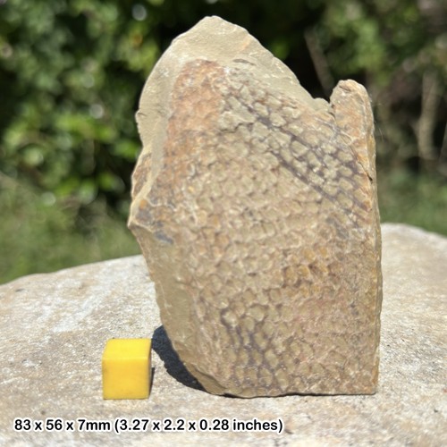 Moroccan graptolite fossil