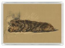 DACHSHUND WIRE HAIRED