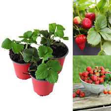 Strawberry Flamenco Fruit Plants - Hardy Garden Bushes in 9cm Pots