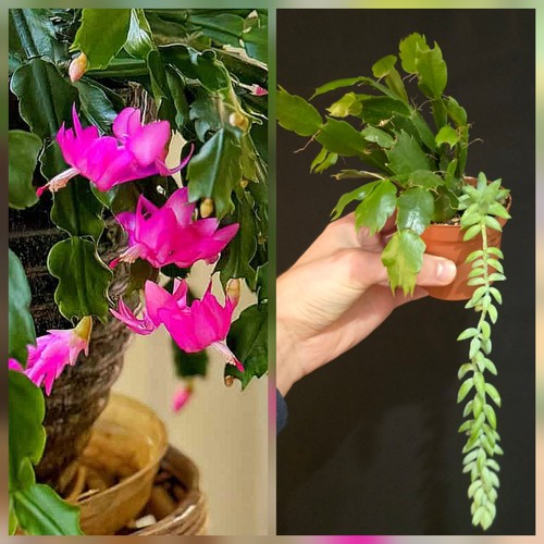 Christmas cactus donkeys - christmas, tail