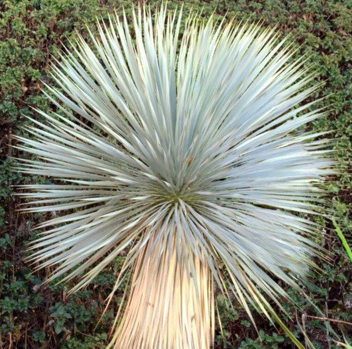 Yucca rostrata 10cm - rostrata, beaked