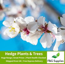 Wild Cherry native bare root