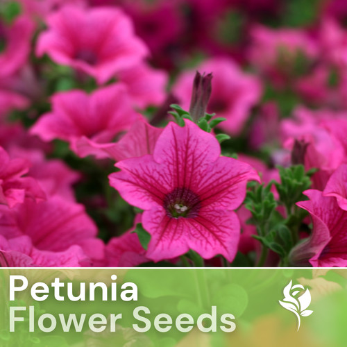 1000 cranberry viole - viole, petunia