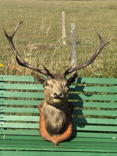 Very large mounted taxidermy - large,