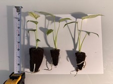 Rooted Variegated Monstera