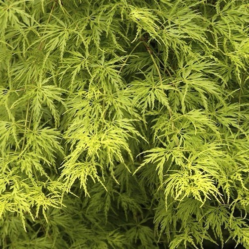 Acer palmatum seiryu - palmatum, ‘seiryu’