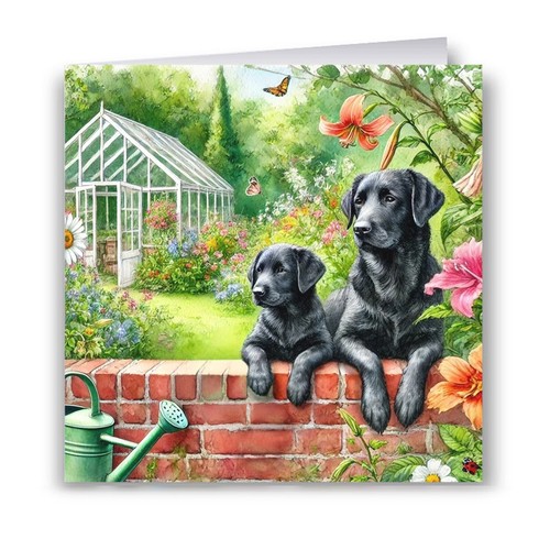 Black labrador and pup - black,
