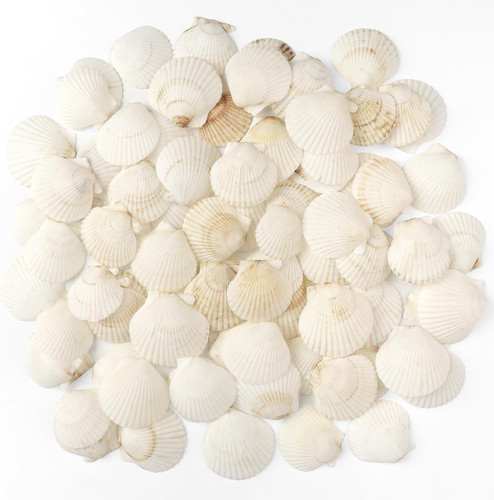 Pcs scallop shells - shells, natural