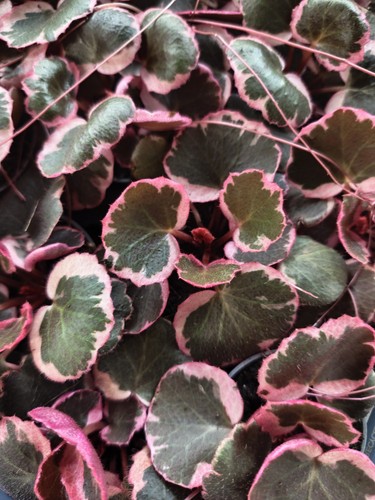 Saxifraga stolonifera tricolor - saxifraga,