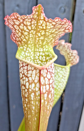 Sarracenia mitchelliana - sarracenia, (mitchelliana