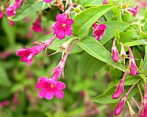 Jasminum beesianum pink - beesianum,