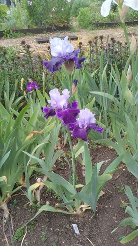 Iris germanica world premier - world,