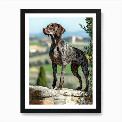 German shorthaired - german,