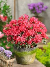 Dwarf Evergreen Azalea Shrubs