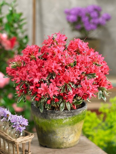 Dwarf evergreen azalea - azalea, shrubs