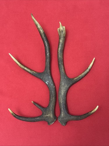 Pair red deer - of, antlers