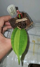 Variegated Vanilla Orchid