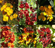 WALLFLOWER ENGLISH  BEDDING