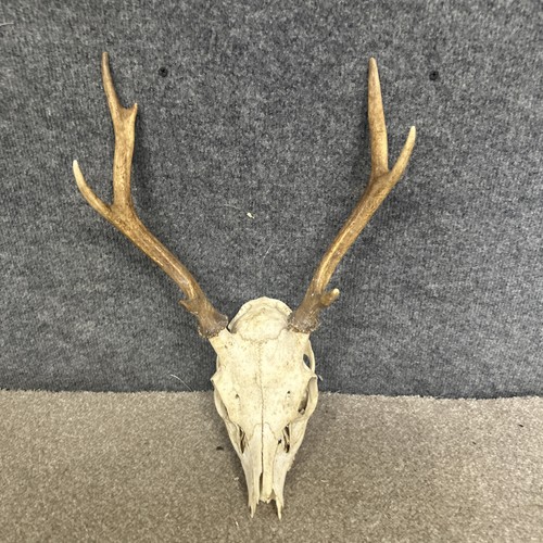 Sika deer stag skull - deer, antlers