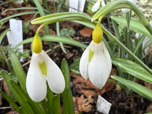 Galanthus plicatus - , ‘