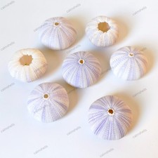 2 pcs Natural Purple Sea Urchin Shells Beach Coastal Home Decor Crafts Wedding