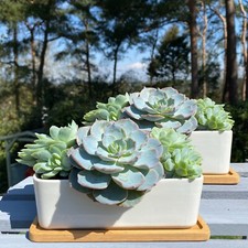 2 x Cactus Succulent Pot Ceramic Trough Planter Indoor Outdoor (17cm)
