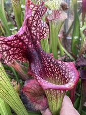 Sarracenia Seed, Cultivars And