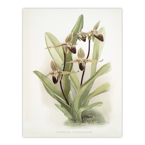 Frederick sander cypripedium - sander,