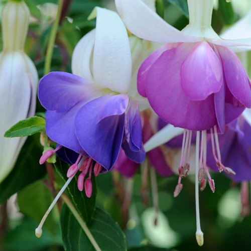 Fuchsia plants delta - t&m,