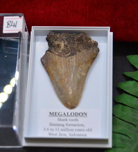 B41 genuine baby megalodon - b41,,