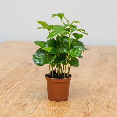 Coffee plant - (coffea, arabica)