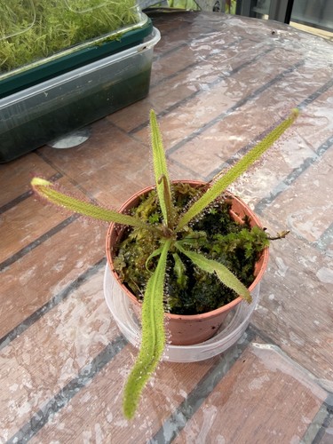 Drosera adelae carnivorous - drosera,