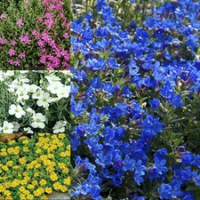 6 X MIXED ALPINES 6 VARIETIES