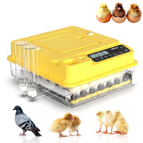 Eggs fully automatic egg - 24,