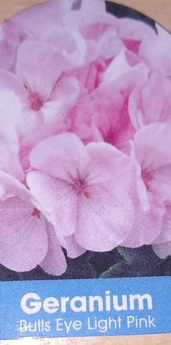 Pelargonium geranium bull - pelargonium, bull's