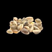 Mixed Sea Shells Beach Craft