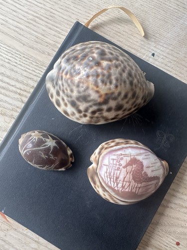 Cowrie shell bundle 2 - cowrie,
