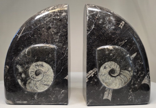 8lb ammonite orthoceras - 6",