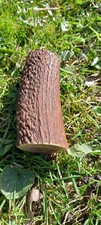 Red Deer Antler Dog