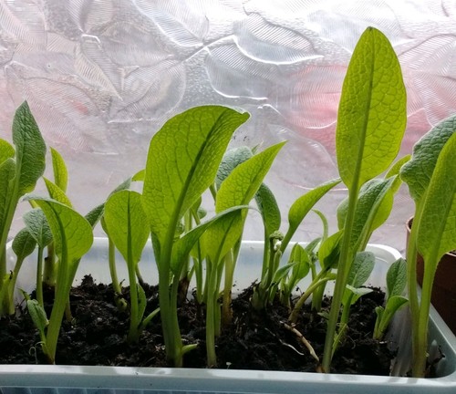 Comfrey plants organic - ,