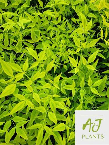 Nandina domestica lemon and - nandina,