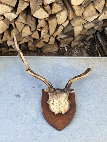 Pair vintage fallow deer - fallow,