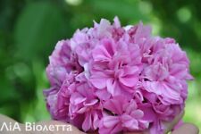 Pelargonium LIA Violeta  💫