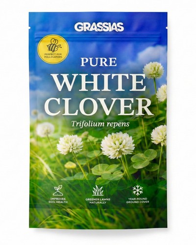 White clover lawn seed - lawn, small
